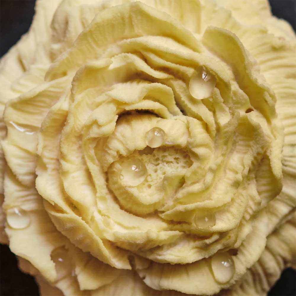 Fleur aux agrumes – Image 4